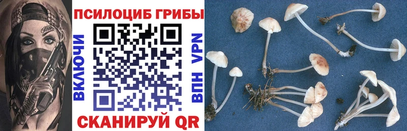 Псилоцибиновые грибы Cubensis цены Калачинск